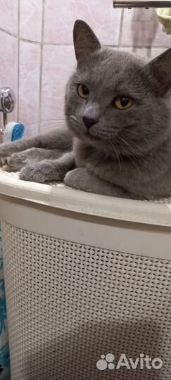 Британский кот