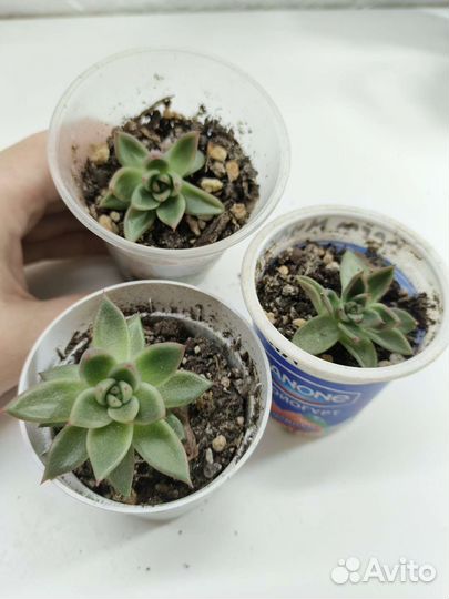 Крассула хоббит