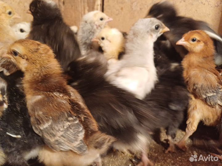 Продам цыплят доминант, андолузская