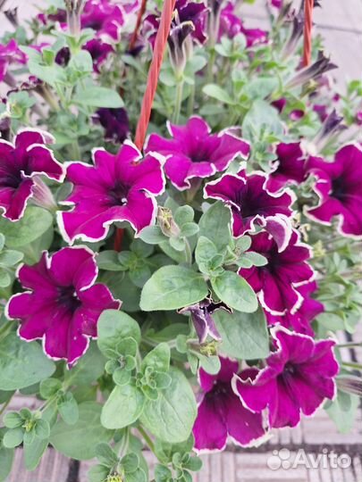 Рассада цветов оптом и в розницу