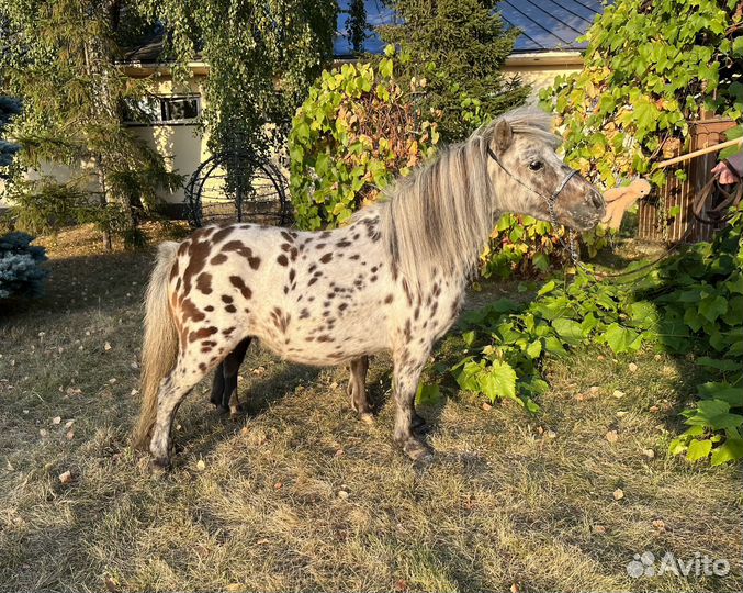 Две микро-мини пони аппалуза кобылки (мини-лошадь)