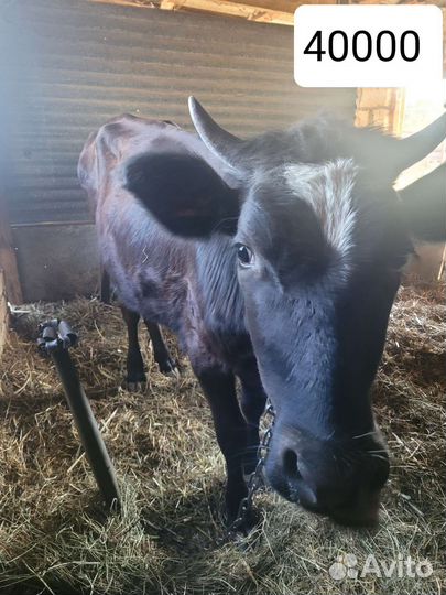 Бычки и быки 2 год