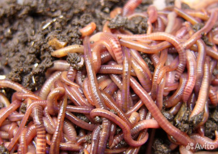Черви для рыбалки