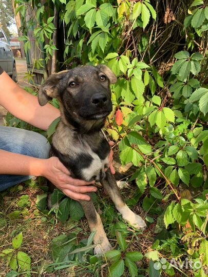 Щенуля в добрые руки