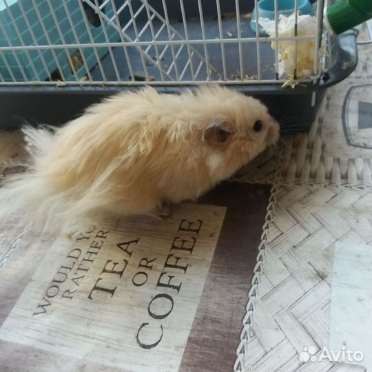 Сирийский хомяк с клеткой