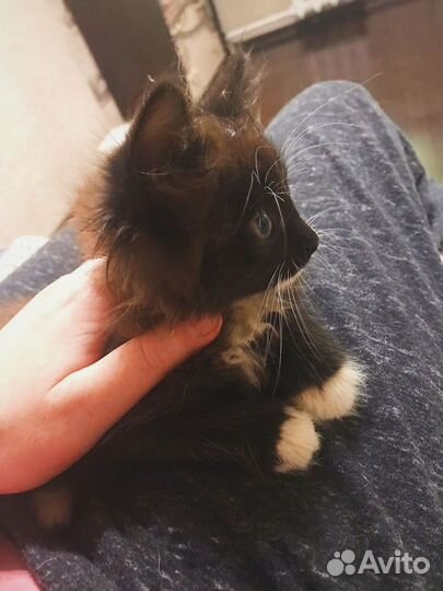Котёнок в добрые руки