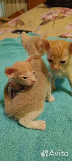 Продам котят