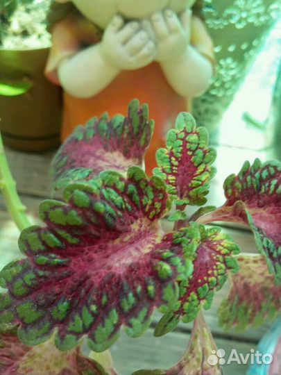 Сортовой колеус