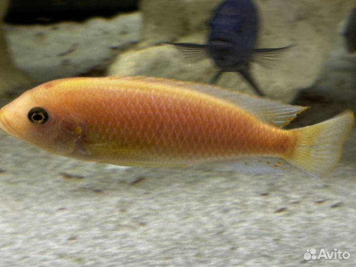 Аквариумные рыбы цихлиды