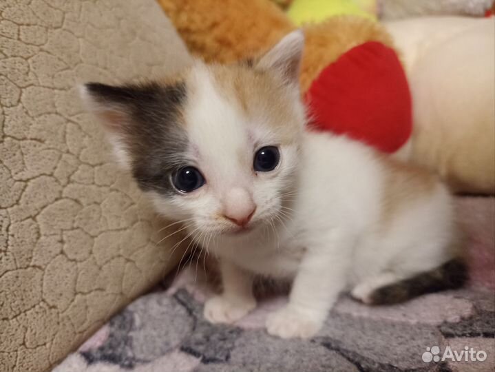 Кошка в дар