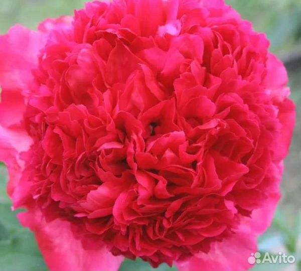 Пионы сортовые