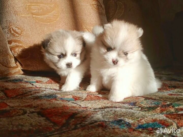 Щенки шпица