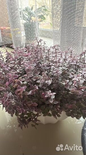 Кализия Pink Panther