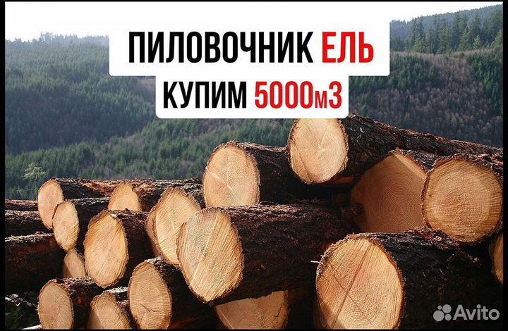 Купим лес-кругляк, хвоя, Ф от 20, любые объемы