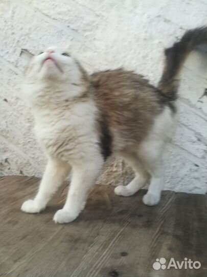 Котята отдам даром