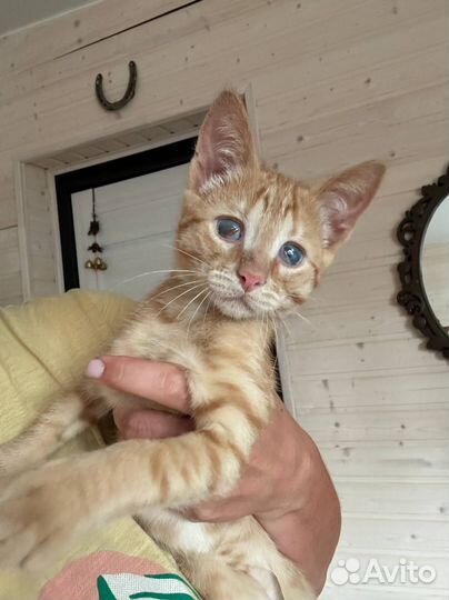 Ищем дом для Персика