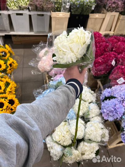 Гортензия оптом