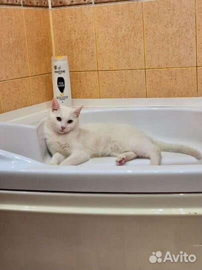 Красивые котик и кошечка ищут дома