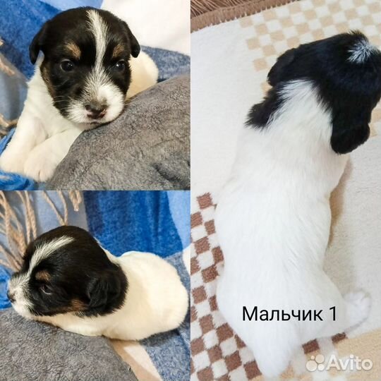 Щенки джек рассел терьер