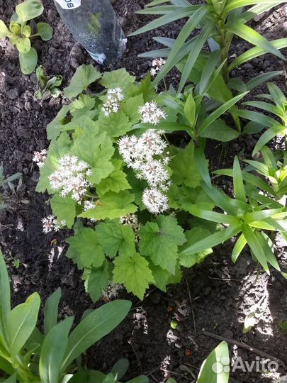 Цветы многолетник бруннера серебристая тиарелла