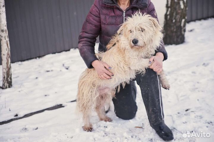 Невероятный пëс Николай ищет дом