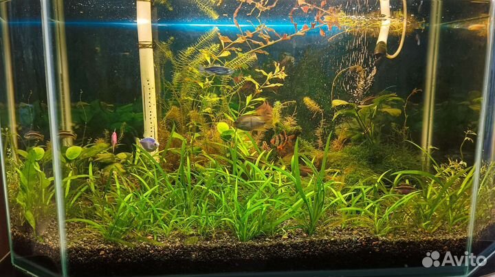 Аквариум