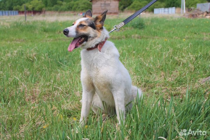 Молодая собака на охрану