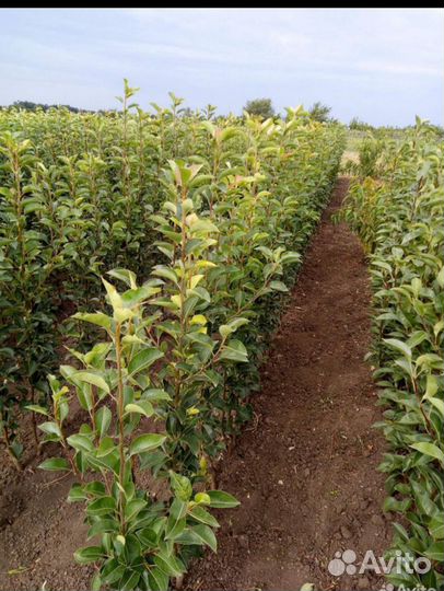 Саженцы плодовых деревьев