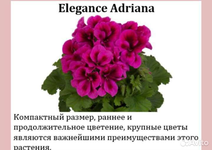 Королевская пеларгония
