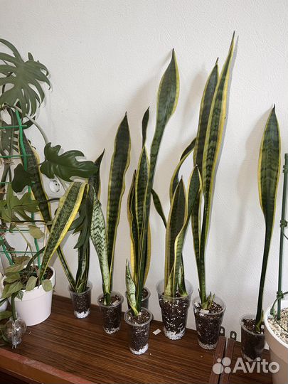 Сансевиерия