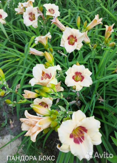 Лилейники сортовые