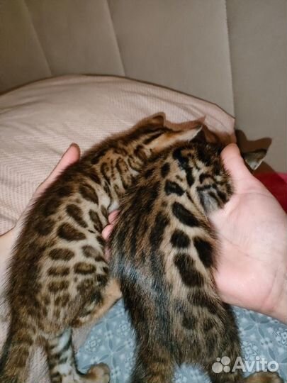 Бенгальские котята девочки