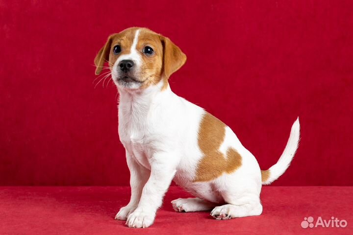 Джек Рассел терьер