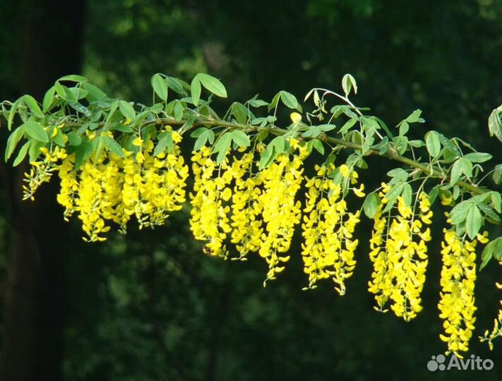 Бобовник, семена