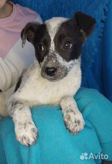 Джек Рассел терьер помесь