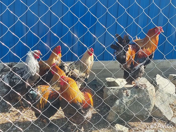 Петух брама