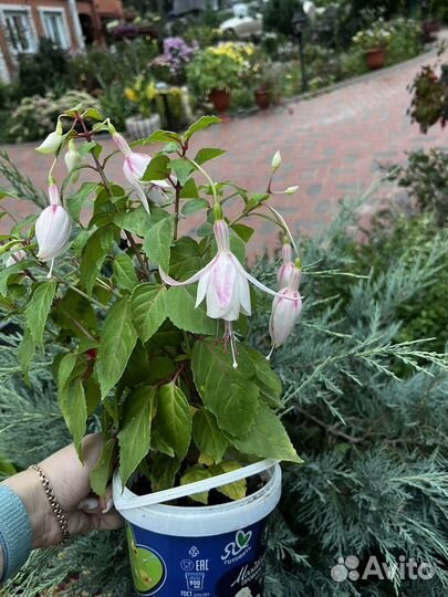 Фуксии, черенки и вполне зрелые кусты