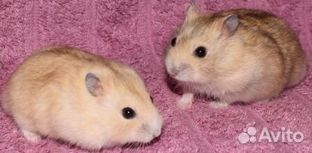 Красивые джунгарские хомячки из питомника