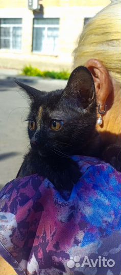 Котенок в добрые руки
