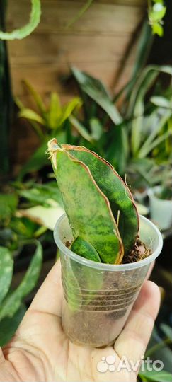 Сансевиерия