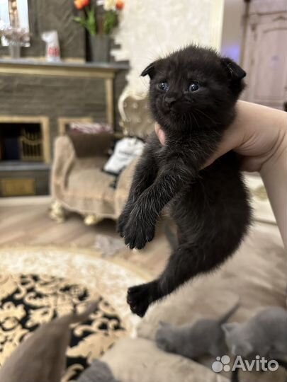 Шотландские вислоухие котята черные
