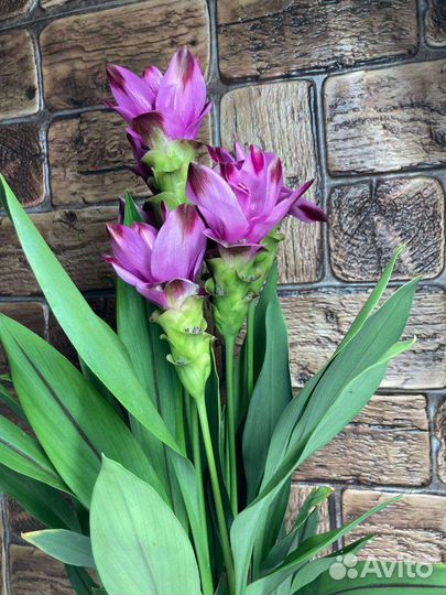 Куркума Siam Splash