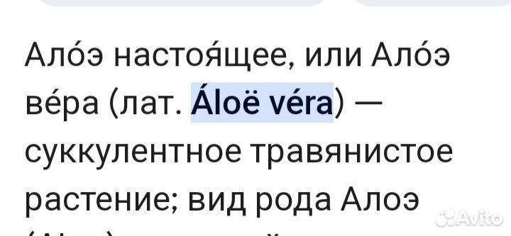 Алоэ вера лечебный