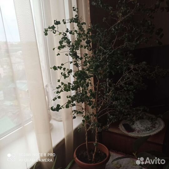 Фикус барокко