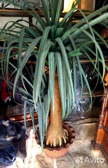 Пальма юкка