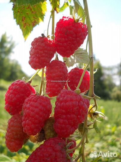 Малина сортовая красная и желтая