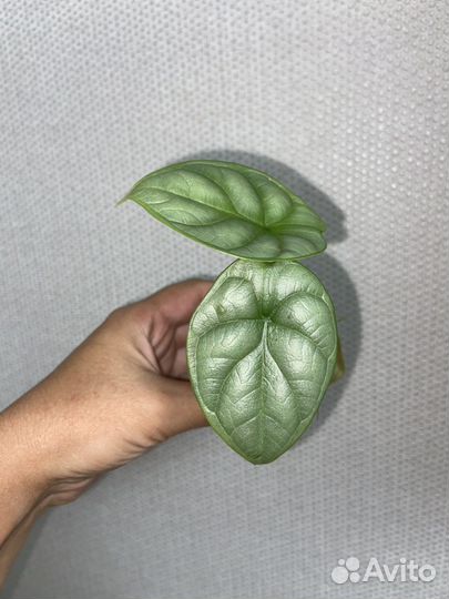 Алоказия Блэк Вельвет,Сильвер Драк,Калатея Нетворк