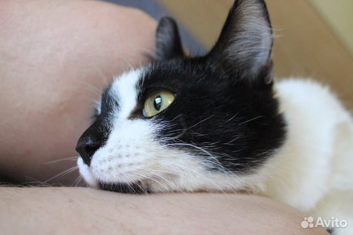Котик-подросток в добрые руки