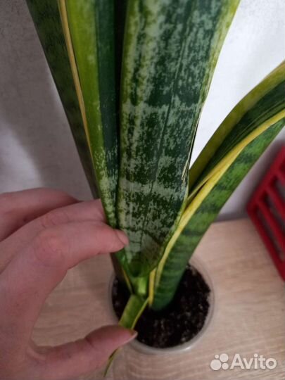Сансевиерия лауренти
