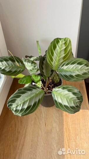 Маранта Silver band